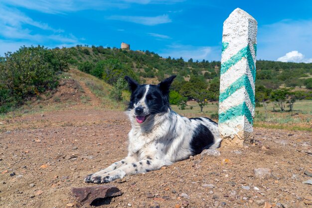 Een border collie-hond ligt bij een paal met groene strepen.