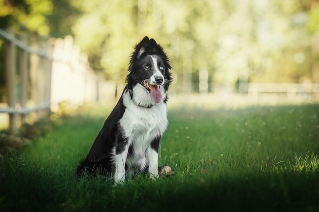 Een border collie zit in het gras voor een boom.