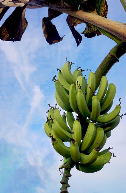 Foto een bos bananen op een boom.