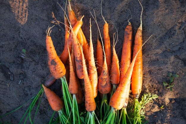 Een bos biologische oranje wortelen in de tuin op de grond oogsten