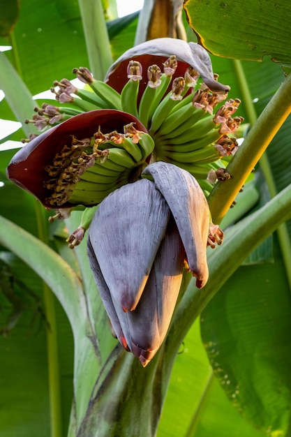 Een bos biologische verse groene bananen die aan de boom groeien met een close-up shot van de bloem