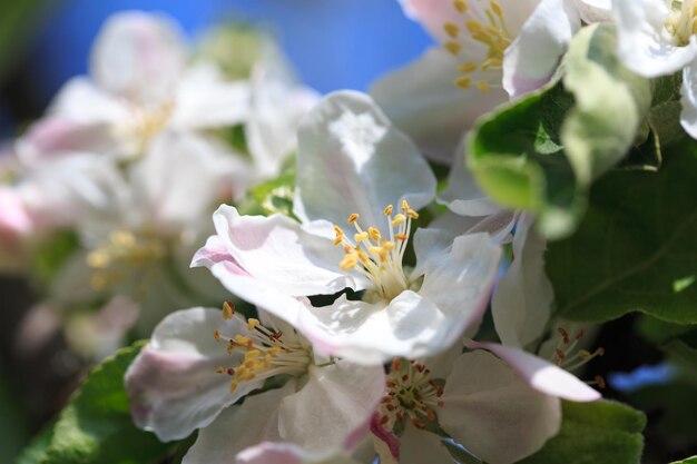 Een bos bloemen aan een boom in de tuin