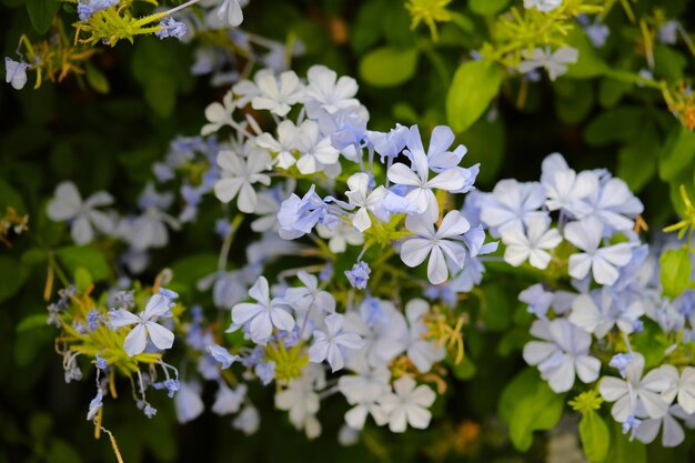 Een bos bloemen die blauw en wit zijn