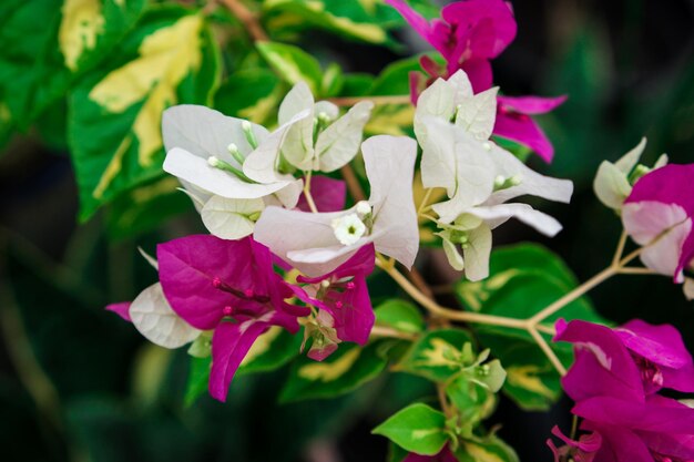 Een bos bloemen die paars en wit zijn