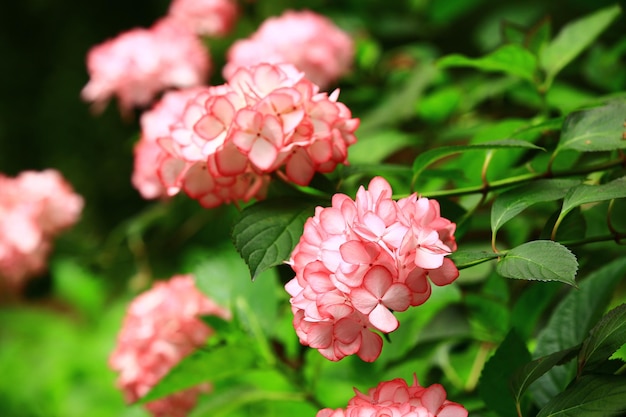 Een bos bloemen die roze en wit zijn