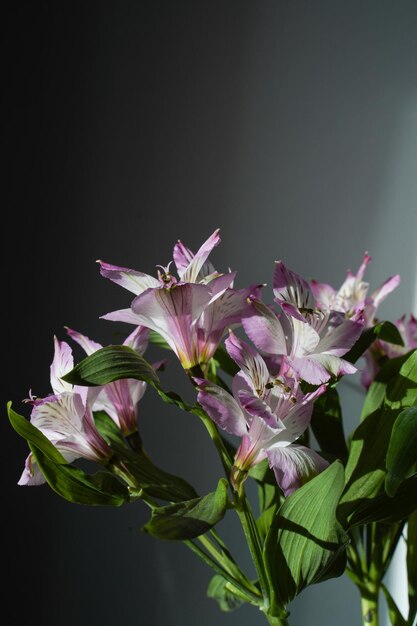 Een bos bloemen die roze en witte Alstromeria zijn