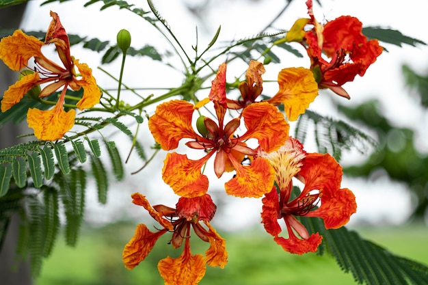 Een bos bloemen op een rode en gele boom