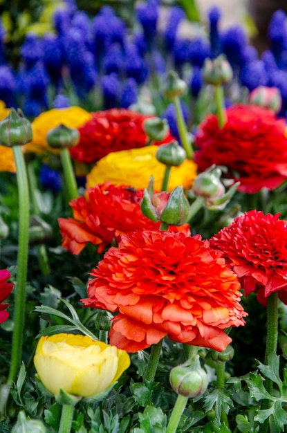 Een bos bloemen waarvan er één een rode bloem Ranunculus buttercup heeft