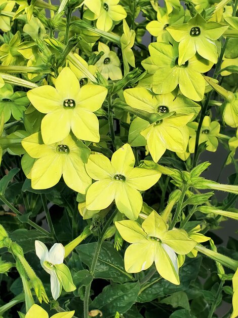 Een bos gele bloemen met groene bladeren en het woord "vuur" op de bodem.
