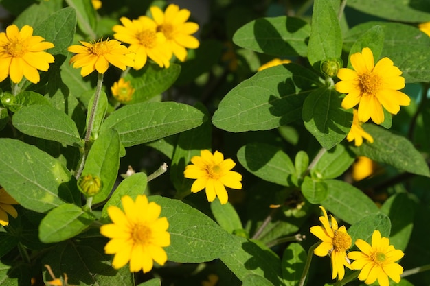 Een bos gele bloemen met groene bladeren en het woord "wild" op de bodem.