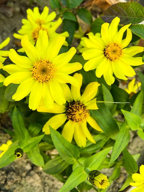 Een bos gele bloemen van Zinnia