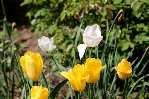 Een bos gele tulpen met de tekst "tulpen" erop.