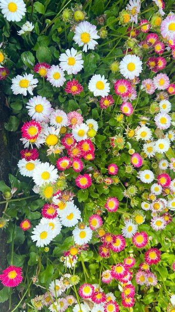 Foto een bos gemengde madeliefjes in een tuin