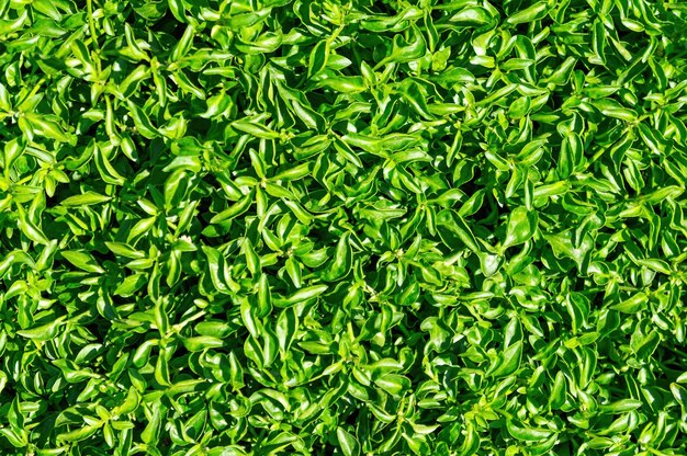 Een bos groen gras met wat bruine vlekken.