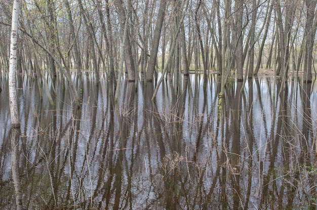 Een bos is omgeven door water en de bomen staan in het water.