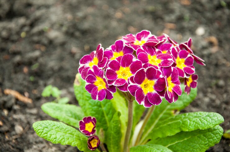 Een bos jaarlijkse paarse bloem