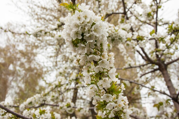 Een bos kersenbloem in de lente bloei