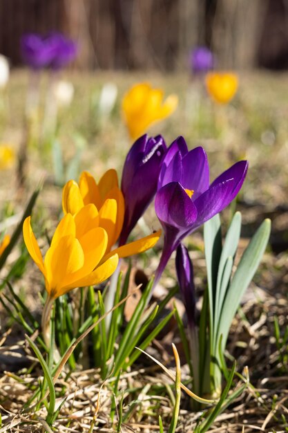 Een bos krokusbloemen in een veld