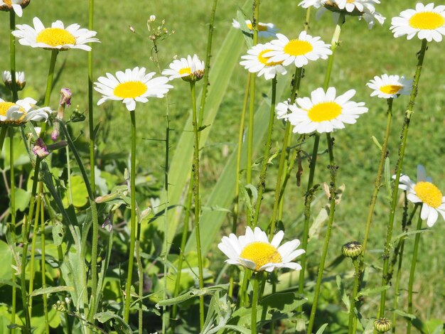 Een bos madeliefjes staat in een veld met groen gras.