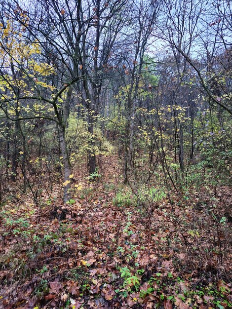 Een bos met bomen en bladeren