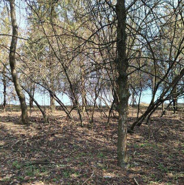 Een bos met bomen en gras en een blauwe lucht