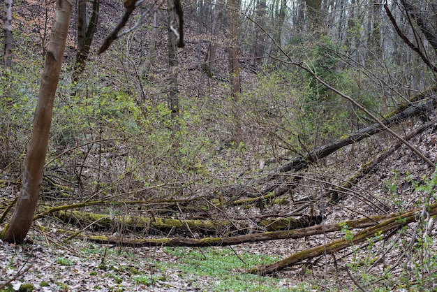 Een bos met bomen en struiken die zijn gekapt