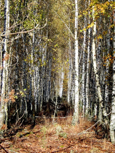 Een bos met bomenHerfstbomen