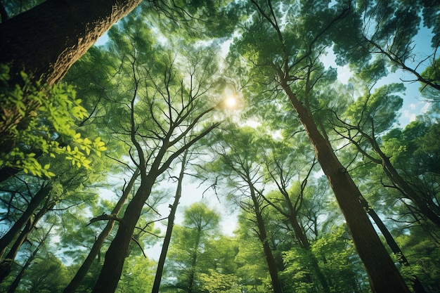 een bos met de zon die door de bomen schijnt