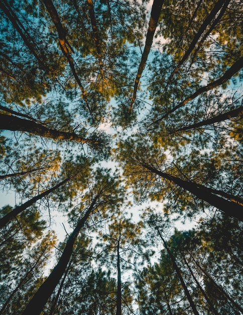 Een bos met een blauwe lucht en bomen