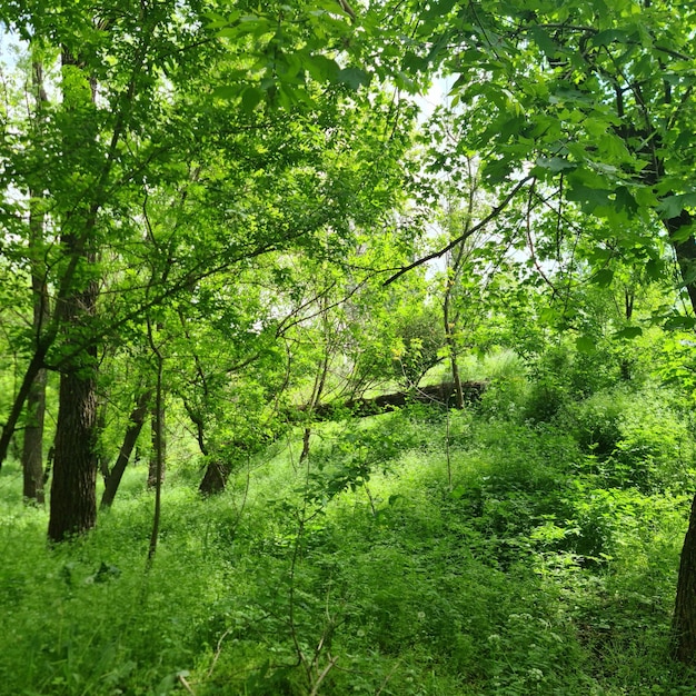 Foto een bos met een boom en een bord met de tekst 'bos'