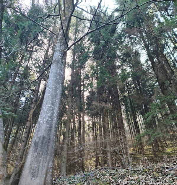 Een bos met een boom op de voorgrond en een bord met 'bos' erop