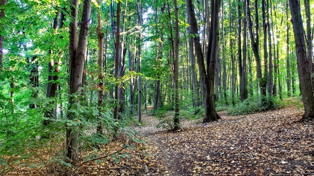 Een bos met een pad door de groene bomen en struiken, gevallen bladeren op de grond, chisinau, moldavië