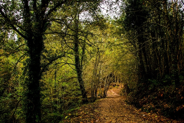 Een bos met een pad en veel bomen met herfstkleuren