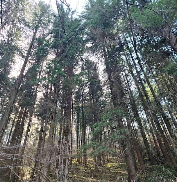 Een bos met hoge bomen en een blauwe lucht op de achtergrond