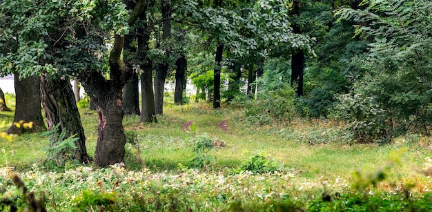 Een bos met oude bomen in de vroege herfst Landschap met herfstbos