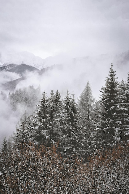 een bos met sneeuw bedekte bergen en bomen en mist