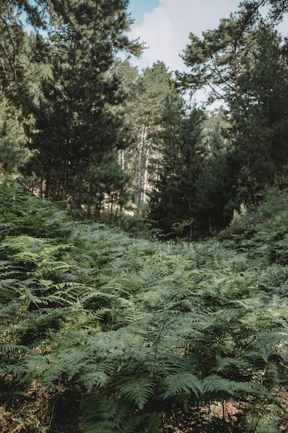 Foto een bos met varens op de voorgrond en een boom op de achtergrond