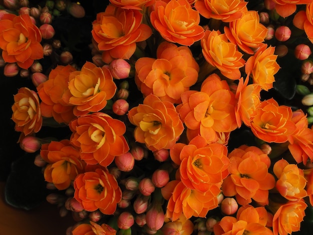 Een bos oranje bloemen met de tekst "love" erop.