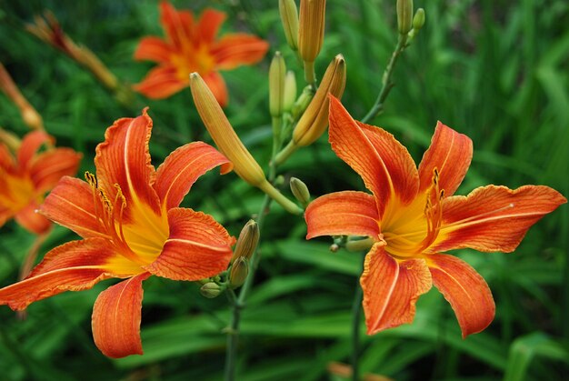 Een bos oranje bloemen met het woord lelie erop.