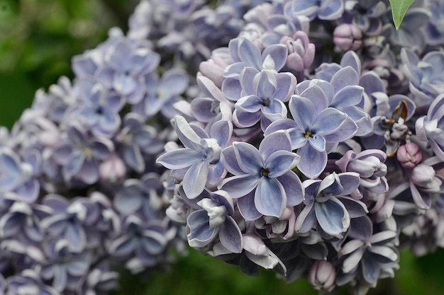 Een bos paarse bloemen met het woord lila erop