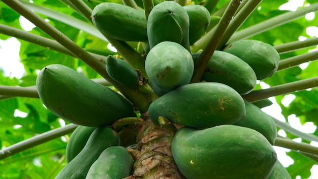 Een bos papaya aan een boom