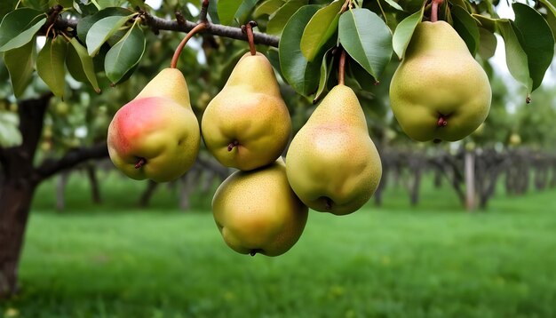 Een bos peren die aan een boom hangt.