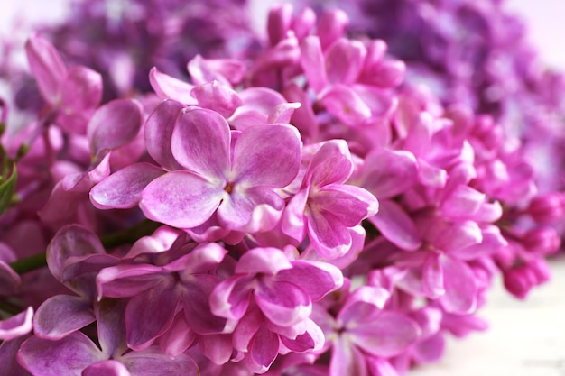 Een bos prachtige lila bloemen close-up