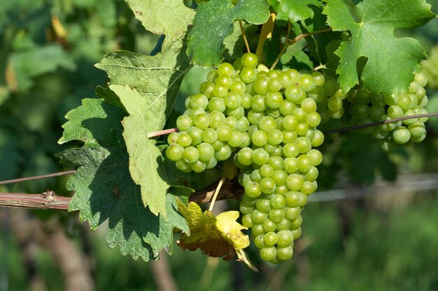 een bos rijpende druiven met groene bladeren op een wijngaard achtergrond