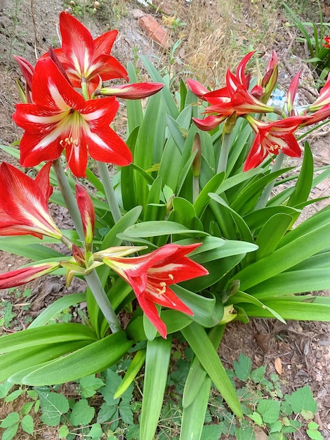 Een bos rode bloemen met het woord lelie erop