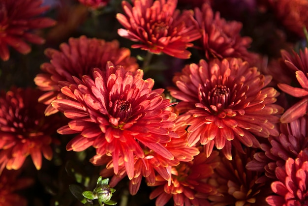 Een bos rode bloemen met onderaan het woord chrysant.