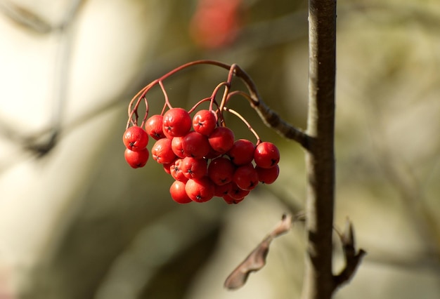 Een bos rode lijsterbes op een zonnige herfstdag