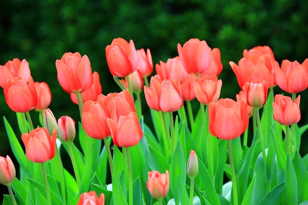 Een bos rode tulpen in een tuin