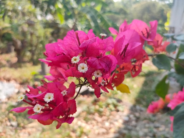 Een bos roze bloemen met witte bloemen