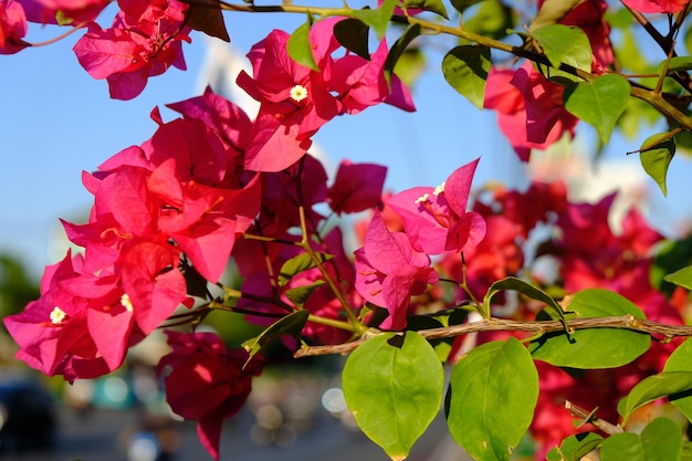 Een bos roze bloemen zit op een tak.